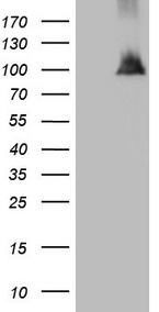 DMRT1 Antibody
