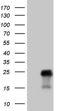 DMRT1 Antibody