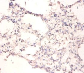 APEX1 Antibody