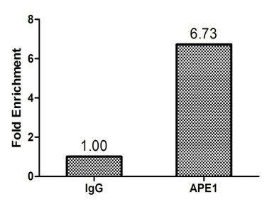 DNA-(apurinic or apyrimidinic site) lyase antibody