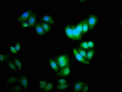 DNA-binding protein inhibitor ID-2 antibody