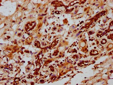 ID2 Antibody