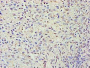 DNA-binding protein inhibitor ID-2 antibody