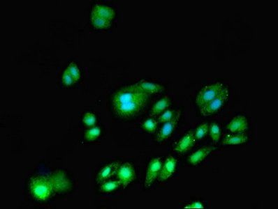 DNMT3A Antibody