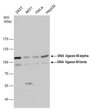 DNA ligase III antibody