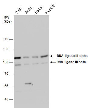 DNA ligase 3 Antibody