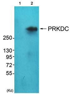 DNA-PK antibody