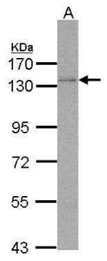 DNA polymerase delta 1, catalytic subunit Antibody