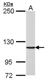 DNA polymerase delta 1, catalytic subunit Antibody