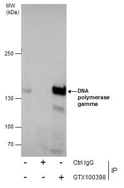 DNA polymerase gamma, catalytic subunit Antibody