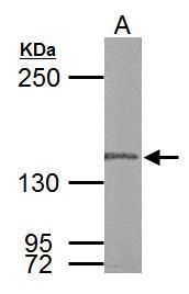 DNA polymerase gamma, catalytic subunit Antibody