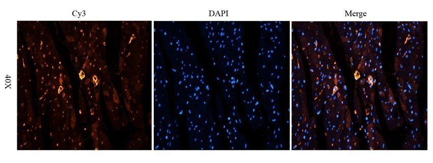 DNA polymerase theta antibody