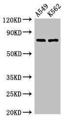 POLH antibody