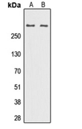 DNA Polymerase zeta antibody