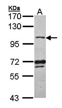 DNA ligase 3 antibody