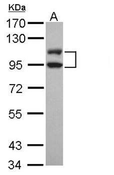 DNA ligase 3 antibody