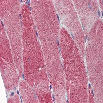 DNA Polymerase gamma antibody