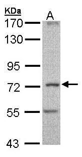 CCDC68 antibody