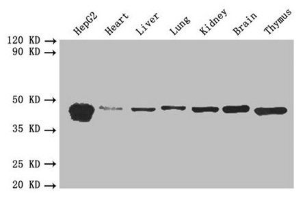 DnaJ homolog subfamily B member 1 antibody