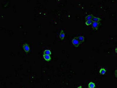 DNAJA1 Antibody
