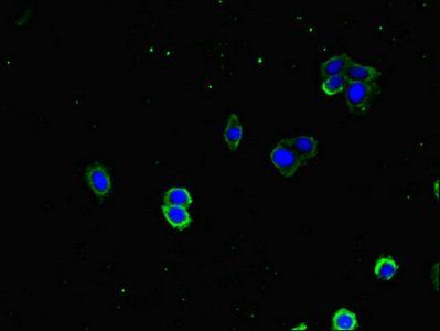 DNAJA1 antibody