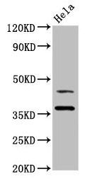 DNAJA1 Antibody