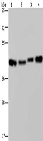 DNAJA1 Antibody