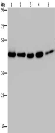 DNAJA1 Antibody