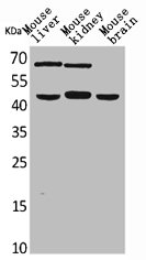DNAJA1 Antibody