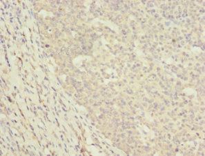 DNAJA2 Antibody