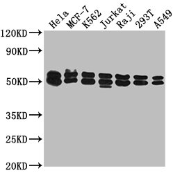 DNAJA3 Antibody