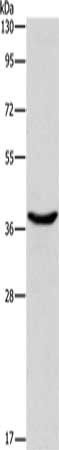 DNAJB1 antibody