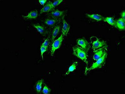 DNAJB14 antibody