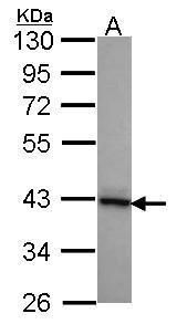 DNAJB2 antibody