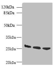 DNAJB8 Antibody