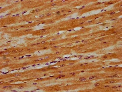 DNAJC15 Antibody