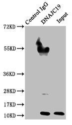 DNAJC19 antibody