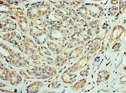 DNAJC2 antibody