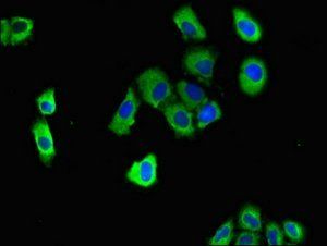 DNAJC4 Antibody