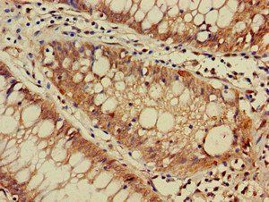 DNAJC4 Antibody