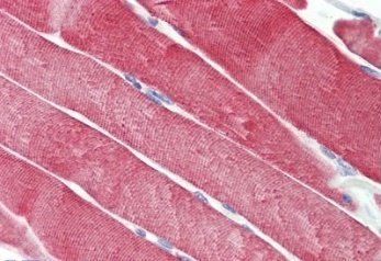 Goat anti-Dnajc5 (aa177-191) Antibody