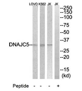 DNAJC5 Antibody