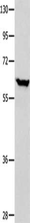 DNAJC7 Antibody