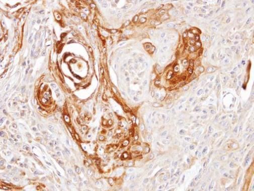 DNAJC7 antibody [N2C3]
