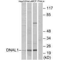 DNAL1 Antibody