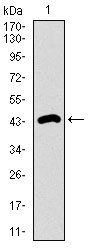 DNAL4 Antibody