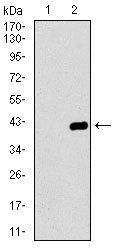 DNAL4 Antibody