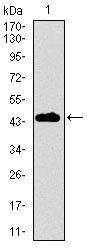 DNAL4 Antibody