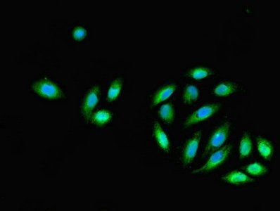 DNALI1 Antibody