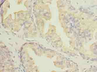 DNALI1 antibody